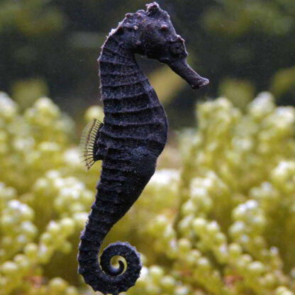 Hippocampus kuda – Spotted seahorse - Ψάρια Θαλασσινού