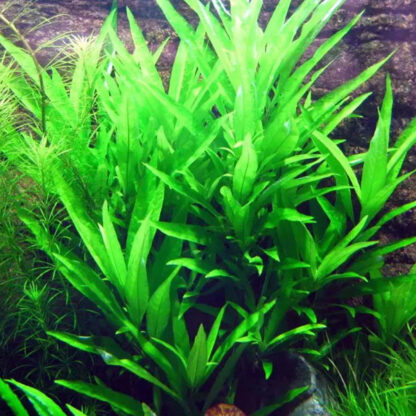 S.I Hygrophila ringens ‘Angustifolia’ - Φυτά για Ενυδρεία