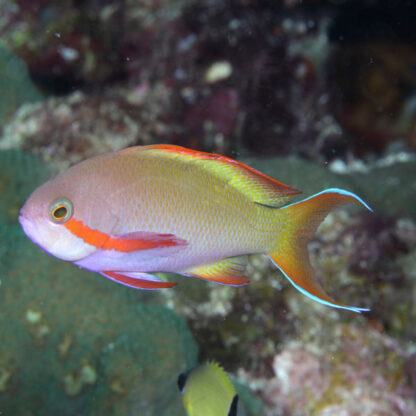 Pseudanthias hutchi – Red-cheeked fairy basslet - Ψάρια Θαλασσινού