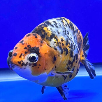 Carassius auratus – Ranchu White Calico Black Eyes ... - Sales