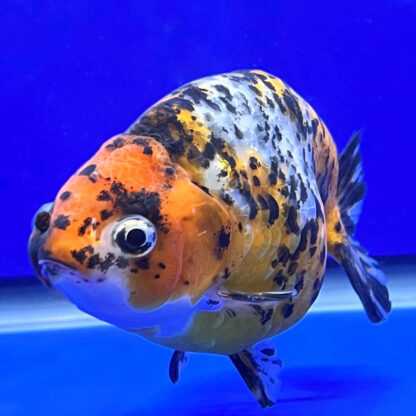 Carassius auratus – Ranchu White Calico Black Eyes 8-9 cm - Sales