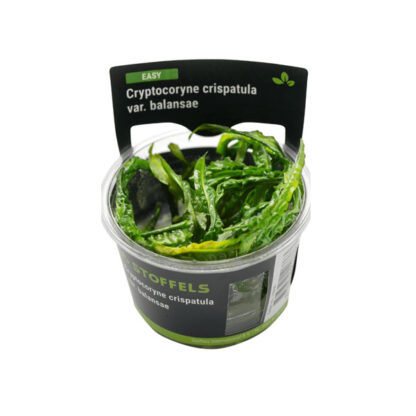 S.I Cryptocoryne crispatula var. balansae in vitro - Φυτά για Ενυδρεία