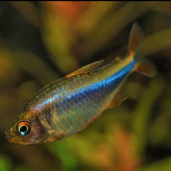 Hyphessobrycon wadai – Blueberry Tetra 2-2.5cm - Sales