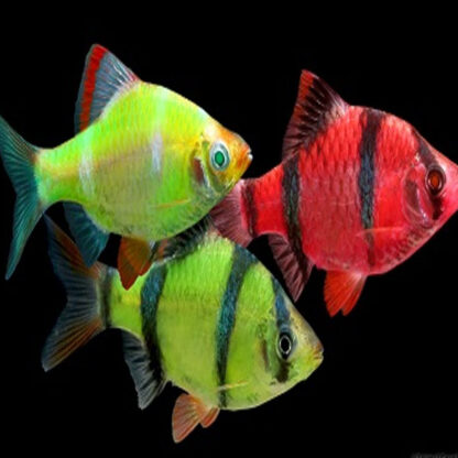 Puntigrus tetrazona-Assorted Glow Tiger Barb 3cm - Sales