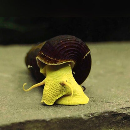 Tylomelania sp – Yellow Volcano Snail - Ασπόνδυλα Γλυκού