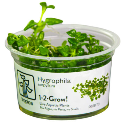 Tropica Hygrophila Serpyllum 1-2 Grow! - Φυτά για Ενυδρεία