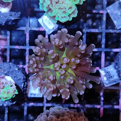 Euphyllia paradivisa F47 - Sales