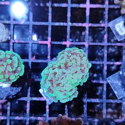 Euphyllia paraancora B557 - Frags