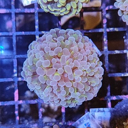 Euphyllia paraancora A517 - Frags