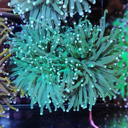 Euphyllia glabrenscens E68 - Frags