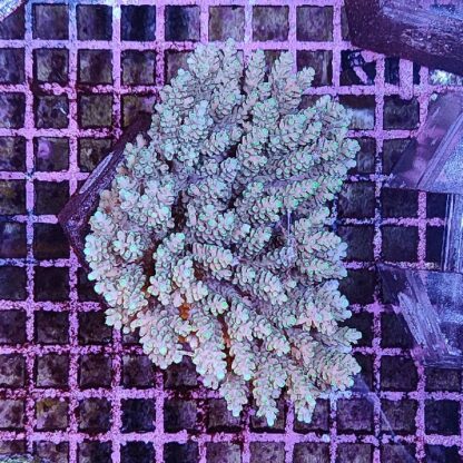 Acropora sp. (46868) - Μητρικές αποικίες