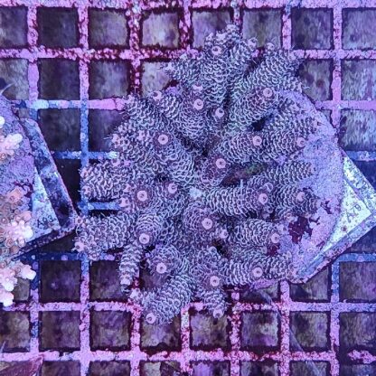 Acropora sp. A79 (47321) - Μητρικές αποικίες