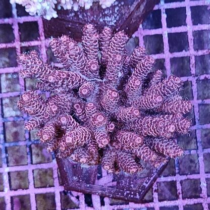 Acropora sp. (46868) - Μητρικές αποικίες