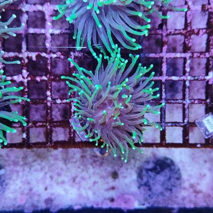 Euphyllia glabrenscens G56 - Frags