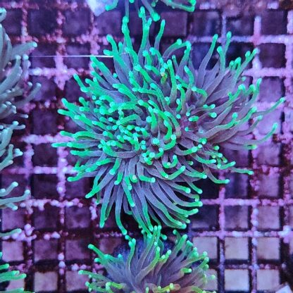 Euphyllia glabrenscens F56 - Frags