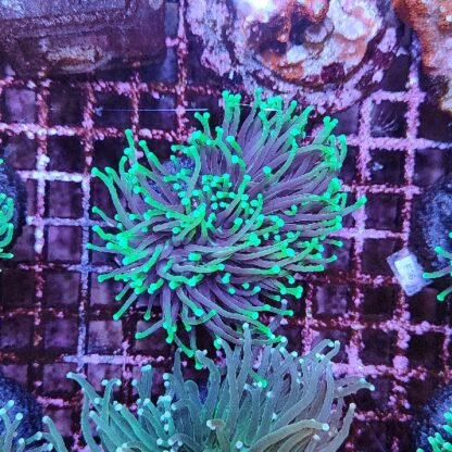 Euphyllia glabrenscens B600 - Frags