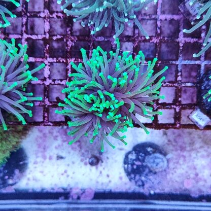 Euphyllia glabrenscens G5 - Frags