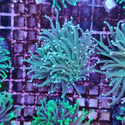 Euphyllia glabrenscens B561 - Frags