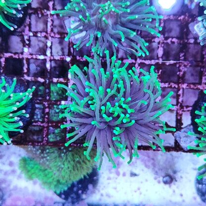 Euphyllia glabrenscens E46 - Frags