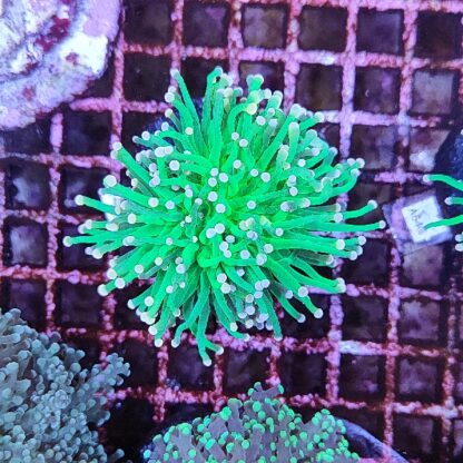 Euphyllia glabrenscens E26 - Frags