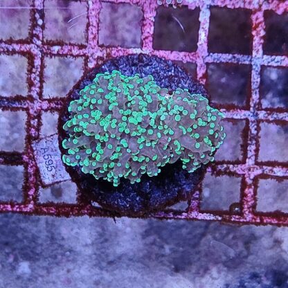 Euphyllia yaeyamensis A595 - Frags