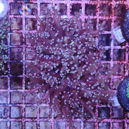 Euphyllia paradivisa B537 - Frags