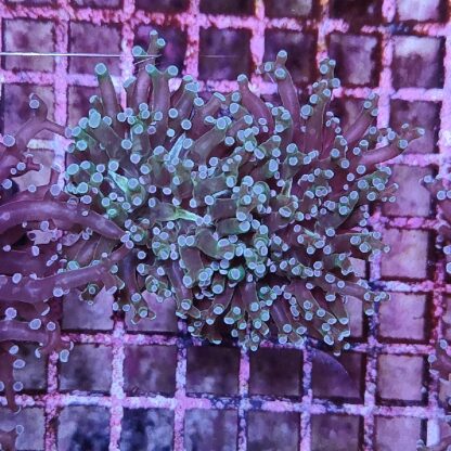 Euphyllia paradivisa E73 - Frags