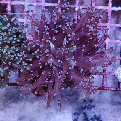 Euphyllia paradivisa C98 - Frags