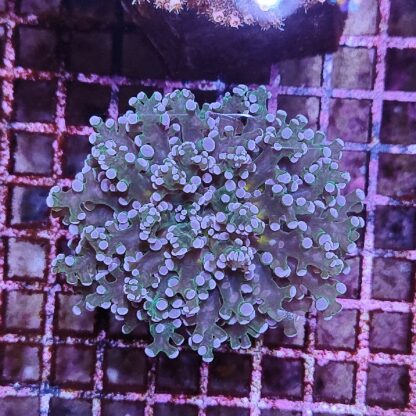 Euphyllia paradivisa G59 - Frags