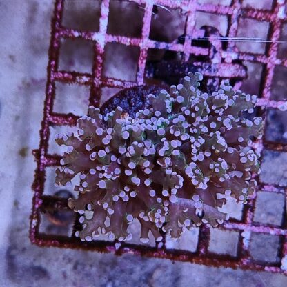 Euphyllia paradivisa B575 - Frags