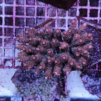 Acropora sp. (46868) - Μητρικές αποικίες