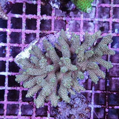 Acropora sp. A96 - Sales