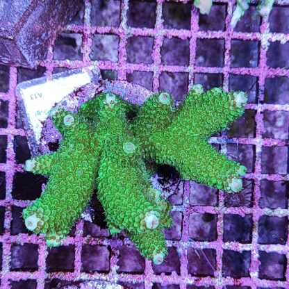 Acropora sp. A13 - Μητρικές αποικίες