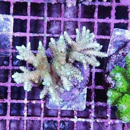 Acropora sp. A66 - Sales