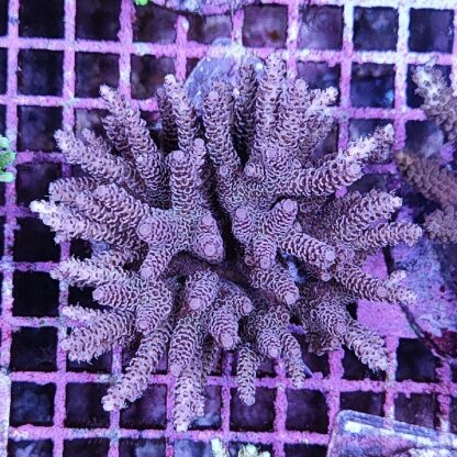 Acropora sp. A49 - Sales