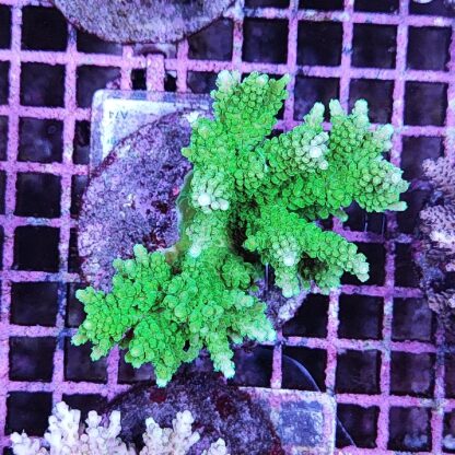 Acropora sp. A74 - Μητρικές αποικίες