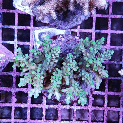 Acropora sp. A2 - Sales