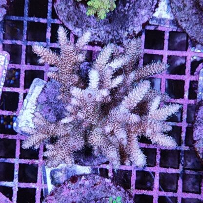 Acropora sp. A1 - Sales