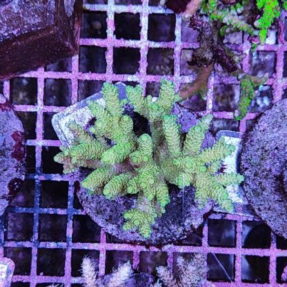 Acropora sp. A50 - Μητρικές αποικίες