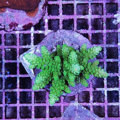 Acropora sp. A25 - Sales