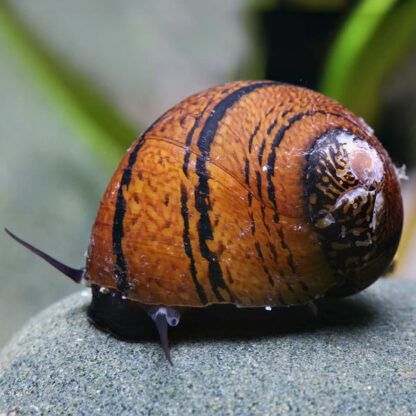 Neritodryas javanica – O-Ring snail - special offer sales