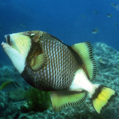 Balistoides viridescens – Titan Triggerfish L - Sales