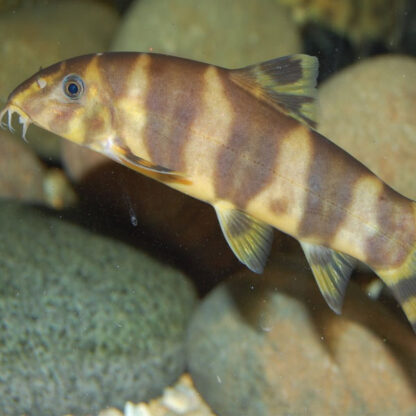 Botia udomritthiruji – Emperor Loach 3 cm - Ψάρια Γλυκού