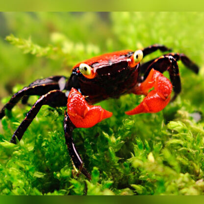 Geosesarma hagen – Red Devil Crab - Ασπόνδυλα Γλυκού