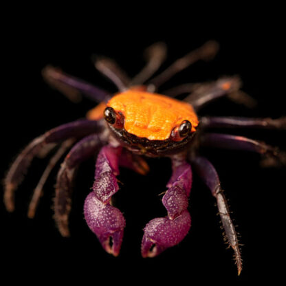 Geosesarma sp. – Halloween / Orange Black Crab - Ασπόνδυλα Γλυκού