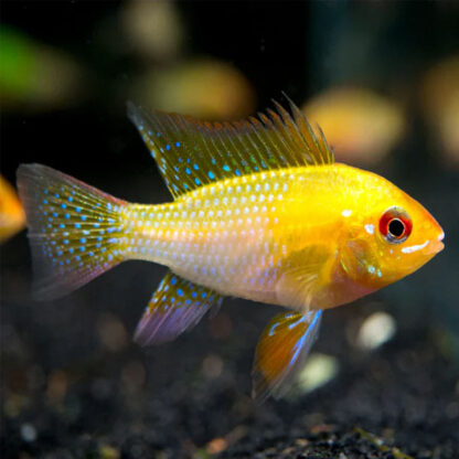 Mikrogeophagus ramirezi – Golden Ramirezi  2.5-3cm - Ψάρια Γλυκού