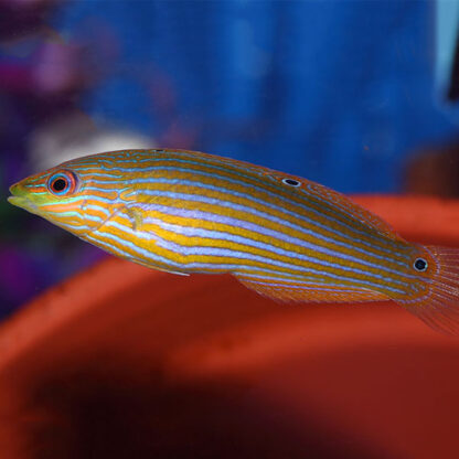 Halichoeres melanurus-Juv/Female Hoeven’s wrasse - Ψάρια Θαλασσινού