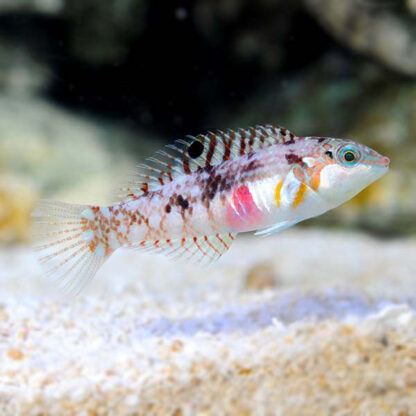 Halichoeres nebulosus – Clouded Rainbow Wrasse - Ψάρια Θαλασσινού