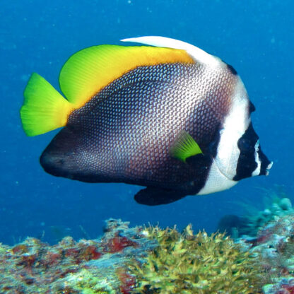 Heniochus singularius – Singular Bannerfish M/L - Ψάρια Θαλασσινού