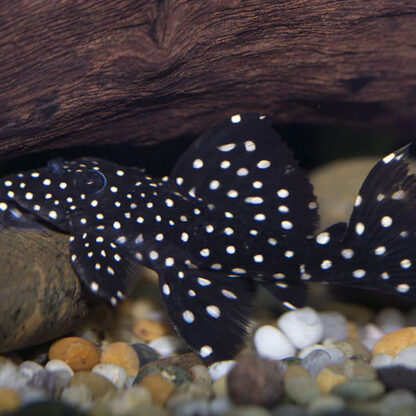 Leporacanthicus L240 – Galaxias Pleco 4-7cm - Ψάρια Γλυκού